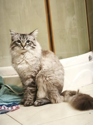 Lynx Ragdoll kandúr 1 éves 