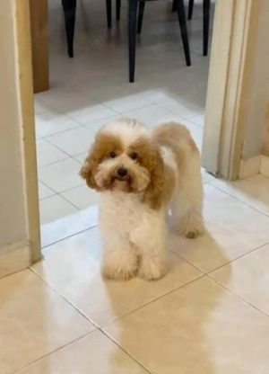 Törpe uszk r kiskuty k - kép 3