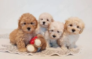 Törpe uszk r kiskuty k - kép 2