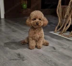 Törpe uszk r kiskuty k - kép 4