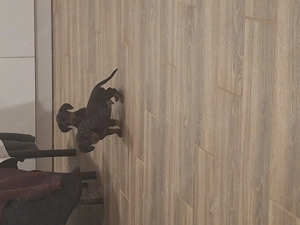 Törpetacskó kisfiú ketesi álomai otthonát