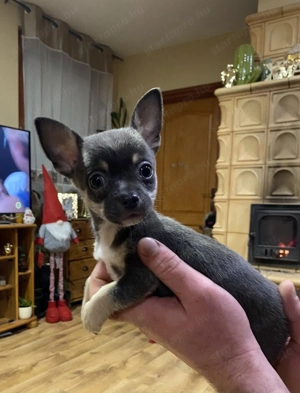 Eladó pici méretű csivava - kép 2