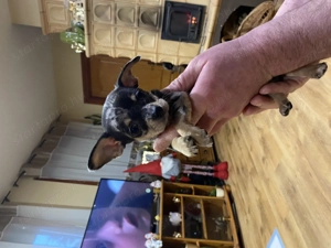 Eladó pici méretű csivava - kép 3