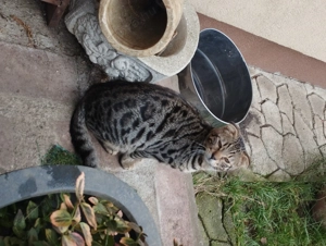 Skót lógófülű cica  - kép 2