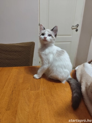 ragdoll fiú elvihető 