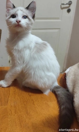 ragdoll fiú elvihető  - kép 3