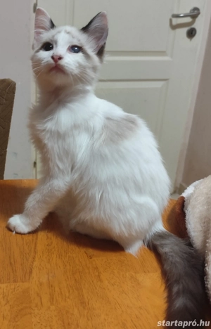 ragdoll fiú elvihető  - kép 2