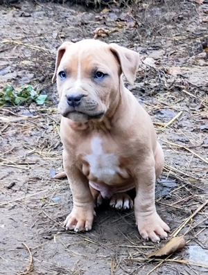 XL American Bully k k színű kölykök eladók