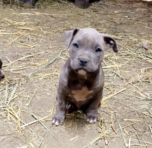 XL American Bully k k színű kölykök eladók - kép 2
