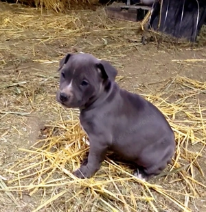 XL American Bully k k színű kölykök eladók - kép 3