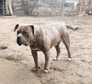 XL American Bully k k színű kölykök eladók - kép 4