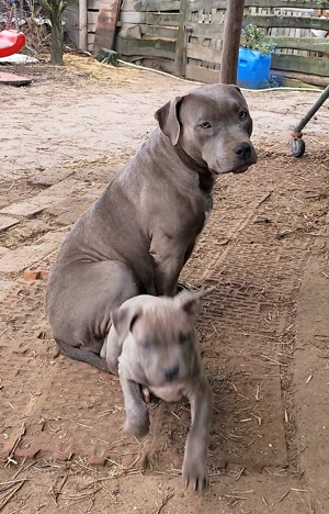XL American Bully k k színű kölykök eladók - kép 6