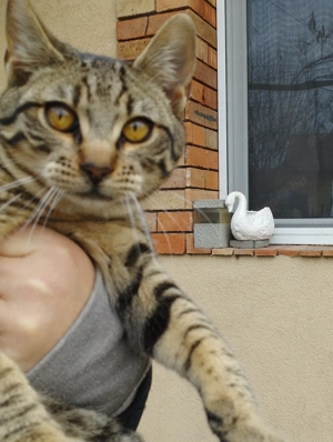 Beng li kever k cica - kép 2