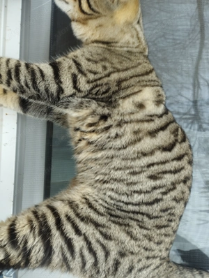 Beng li kever k cica - kép 4