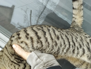 Beng li kever k cica - kép 3