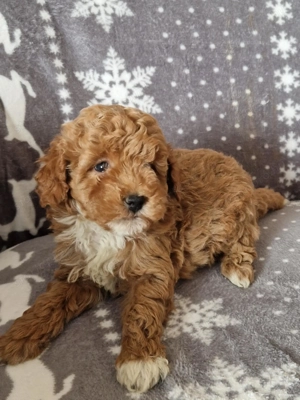 Uszkár kiskutya - kép 2