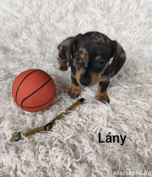 Tacsik Eladók    - kép 3