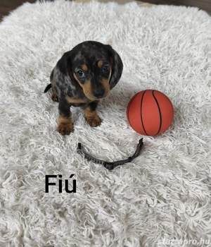 Tacsik Eladók    - kép 4