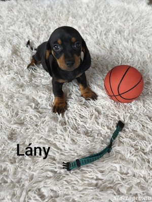 Tacsik Eladók    - kép 2