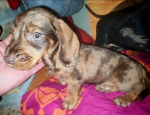 Tacskó kiskutyák  - kép 2