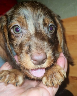 Tacskó kiskutyák  - kép 3