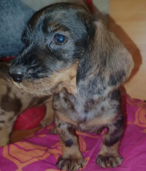 Tacskó kiskutyák  - kép 4