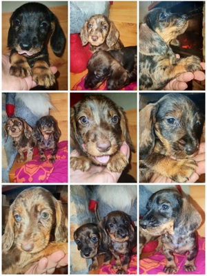 Tacskó kiskutyák  - kép 5