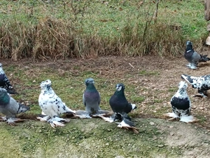 Eladó Magyar óriás galamb! - kép 2