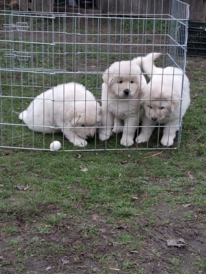 A képeken látható kaukázusi kölykök eladók. - kép 7