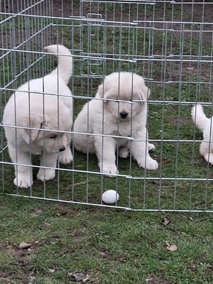 A képeken látható kaukázusi kölykök eladók. - kép 3