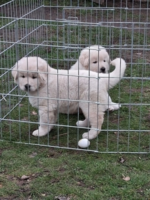 A képeken látható kaukázusi kölykök eladók. - kép 2
