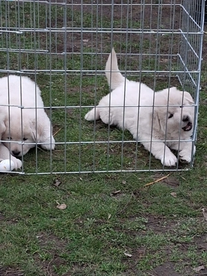 A képeken látható kaukázusi kölykök eladók. - kép 4