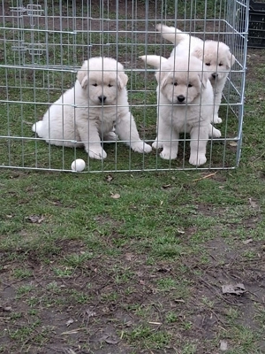 A képeken látható kaukázusi kölykök eladók. - kép 5