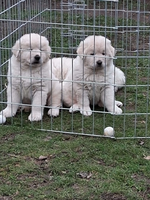 A képeken látható kaukázusi kölykök eladók.