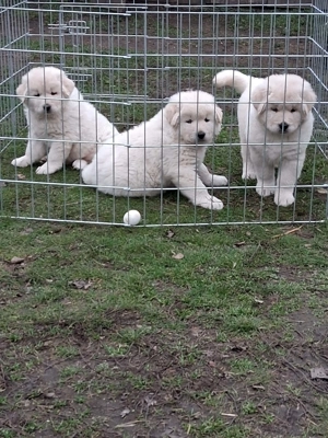 A képeken látható kaukázusi kölykök eladók. - kép 6