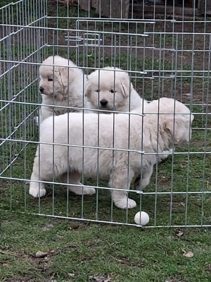 A képeken látható kaukázusi kölykök eladók. - kép 13