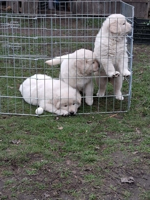 A képeken látható kaukázusi kölykök eladók. - kép 8