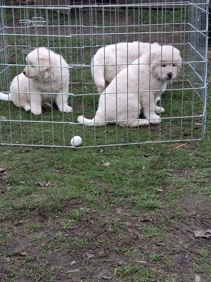 A képeken látható kaukázusi kölykök eladók. - kép 11