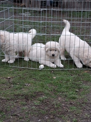 A képeken látható kaukázusi kölykök eladók. - kép 12