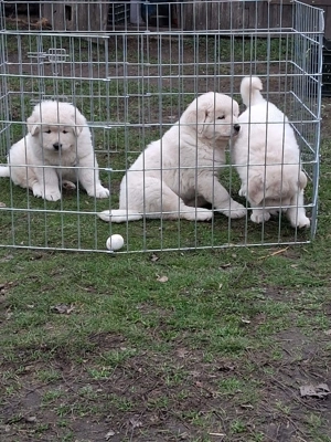 A képeken látható kaukázusi kölykök eladók. - kép 10