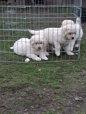 A képeken látható kaukázusi kölykök eladók. - kép 9