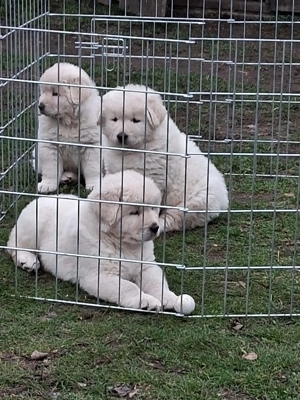 A képeken látható kaukázusi kölykök eladók. - kép 14