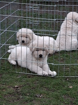 A képeken látható kaukázusi kölykök eladók. - kép 15