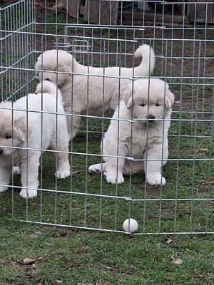 A képeken látható kaukázusi kölykök eladók. - kép 16