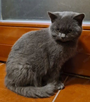 Brit jellegű cicusok eladók