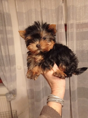 Csodaszép minike yorkshire terrier ( yorki) babák - kép 4