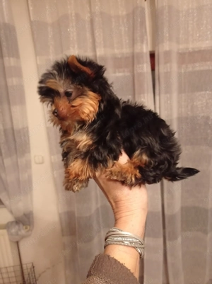 Csodaszép minike yorkshire terrier ( yorki) babák - kép 5