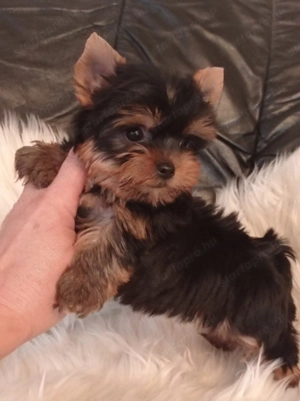 Csodaszép minike yorkshire terrier ( yorki) babák - kép 2