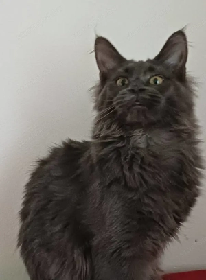 Törzskönyvezett maine coon cica - kép 3