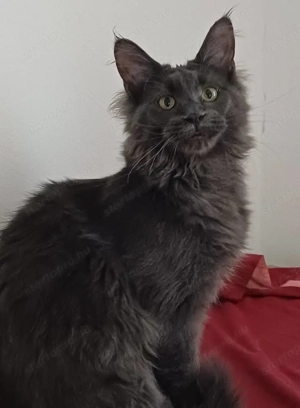 Törzskönyvezett maine coon cica - kép 2
